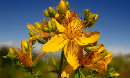 L’Iperico: una pianta da fiore dalle molteplici proprietà medicinali