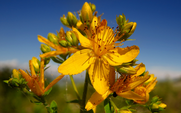 L’Iperico: una pianta da fiore dalle molteplici proprietà medicinali